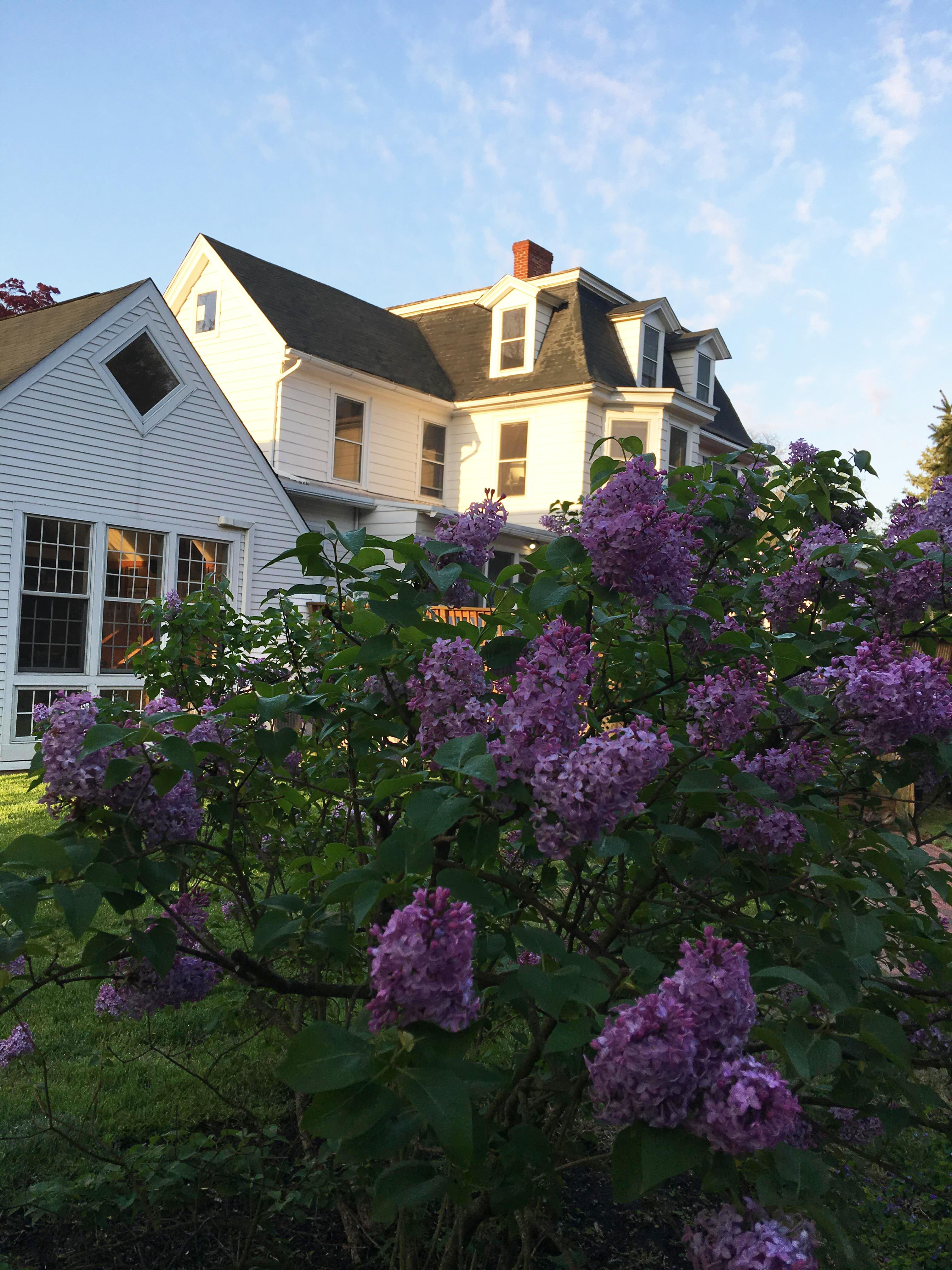 Lit House Exterior with Lilacs