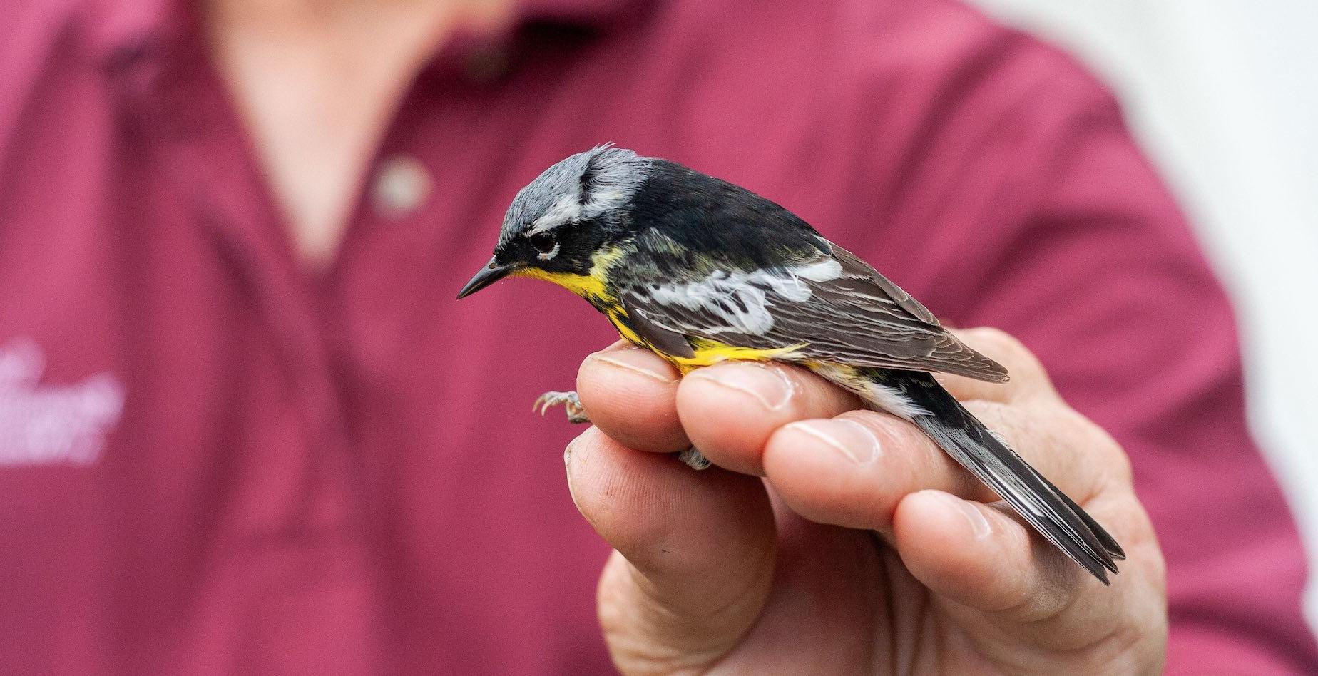 Close-up of small gray and yellow bird caught for banding